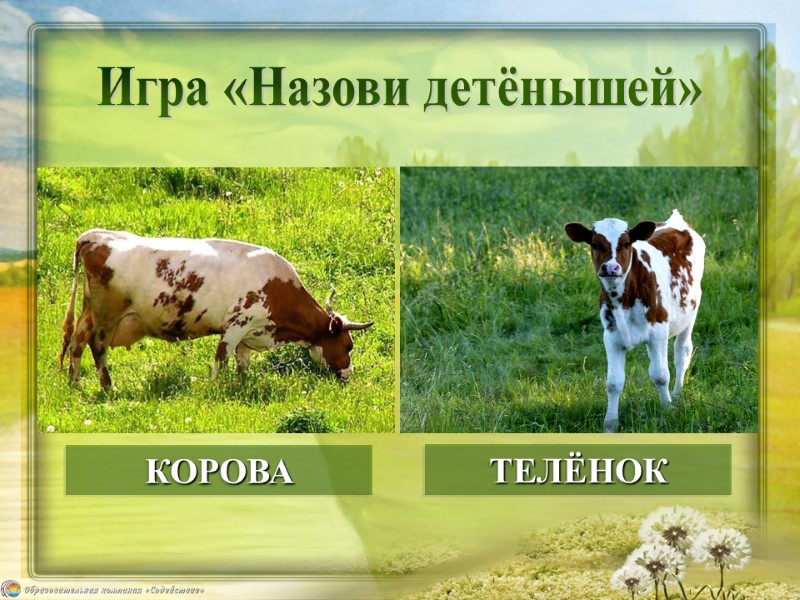 Игра «Назови детёнышей» КОРОВА ТЕЛЁНОК